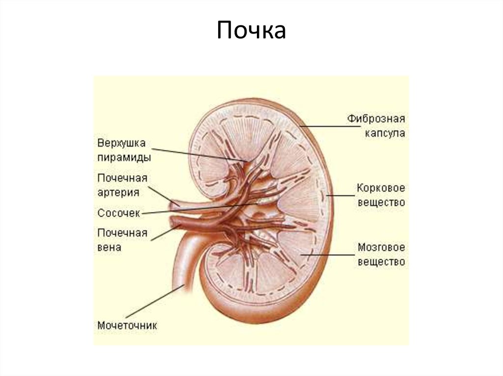 Почечная пирамида рисунок