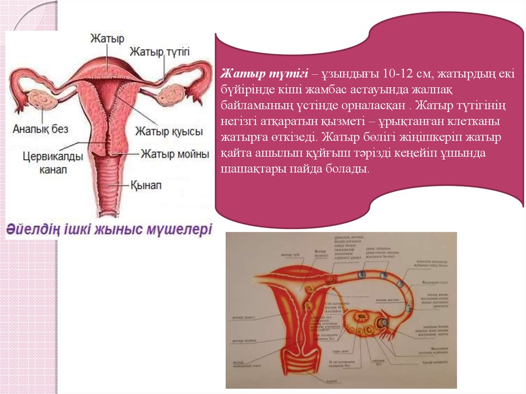 Әйел жыныс мүшелерінің қабыну аурулары презентация