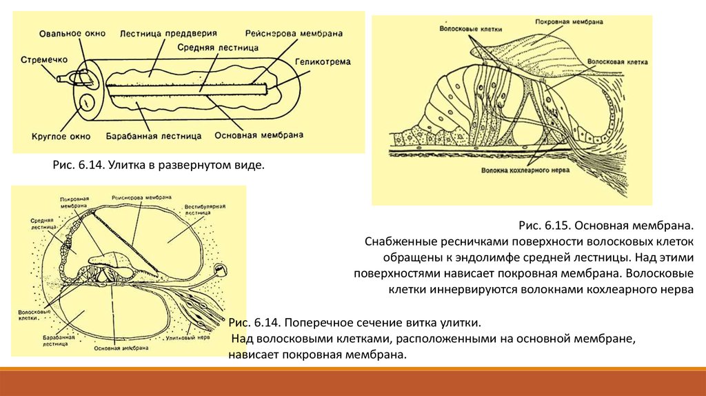 Основная мембрана