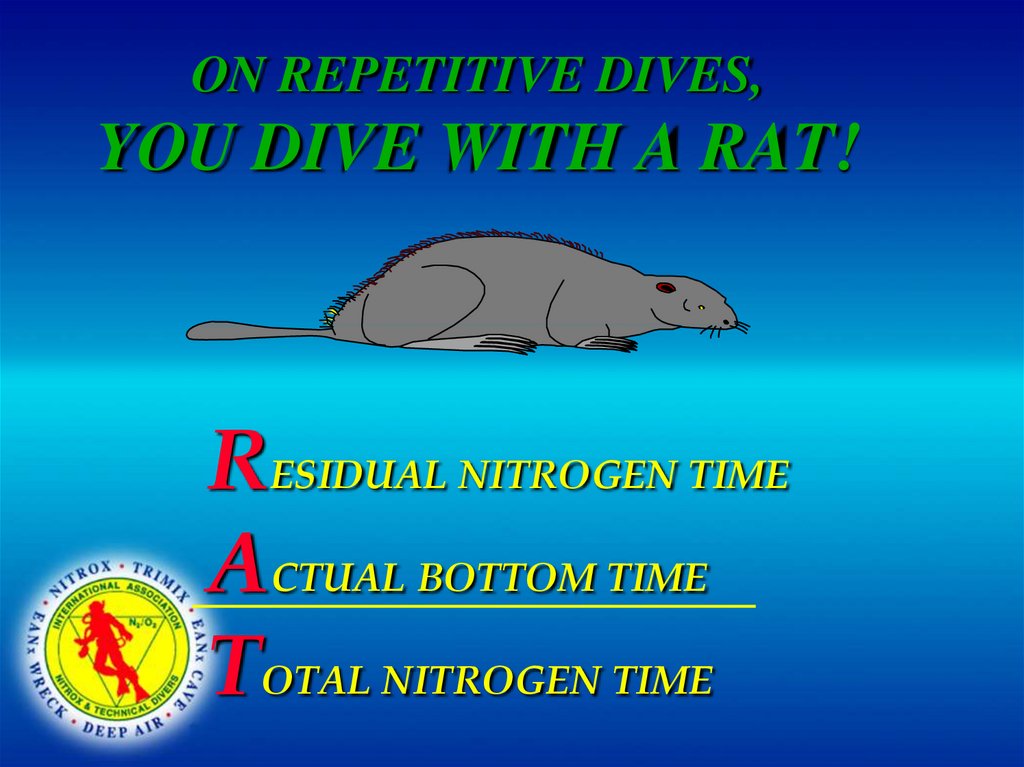 ON REPETITIVE DIVES, YOU DIVE WITH A RAT!