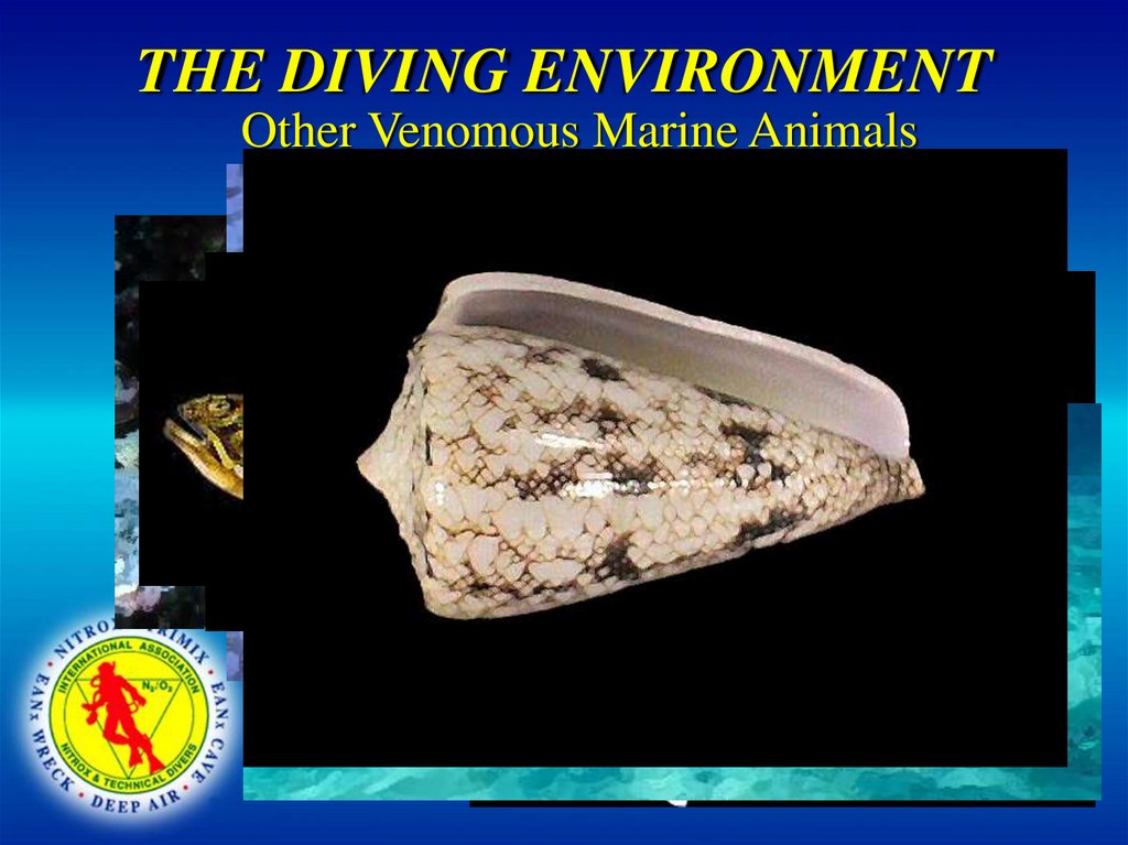 THE DIVING ENVIRONMENT