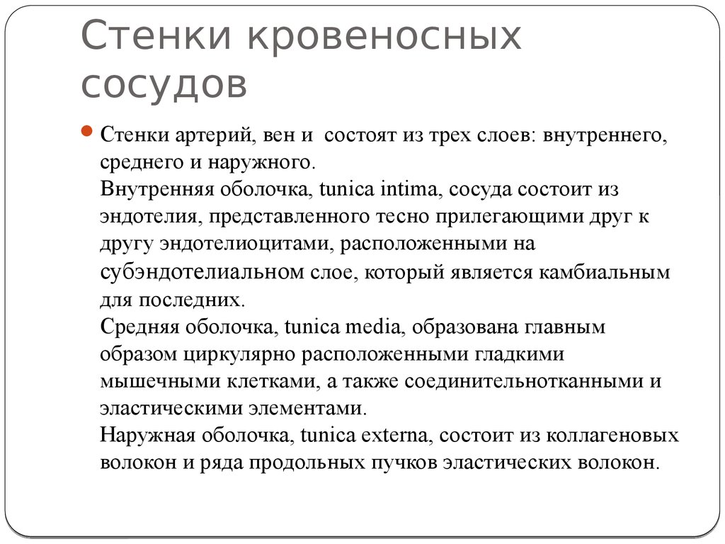 Стенки кровеносных сосудов