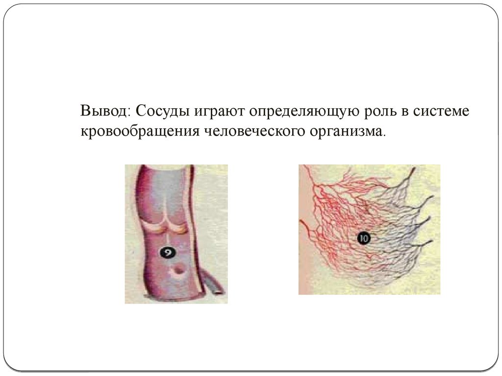 Вывод: Сосуды играют определяющую роль в системе кровообращения человеческого организма.