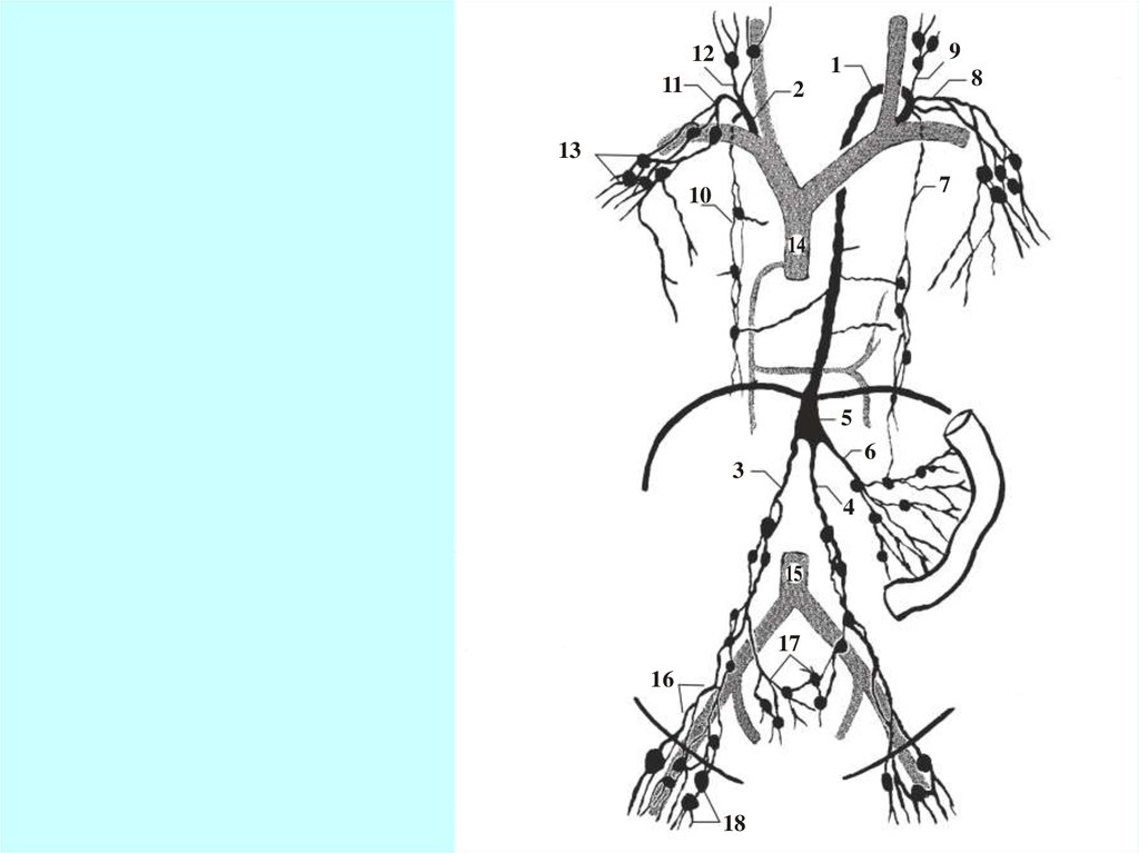 Сосуды брюшной полости. Яремный лимфатический ствол. Лимфатическая система брюшной полости схема. Лимфатические сосуды и узлы брюшной полости анатомия. Лимфоидная система. Лимфатические стволы и протоки.