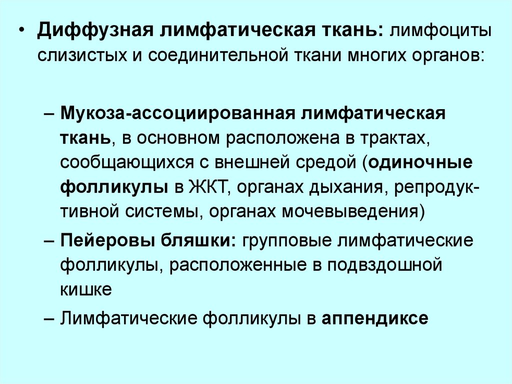 Лимфатическая ткань. Диффузная лимфатическая ткань. Лимфоидная ткань. Мукоза ассоциированная лимфоидная ткань. Лимфатическая ткань функции.