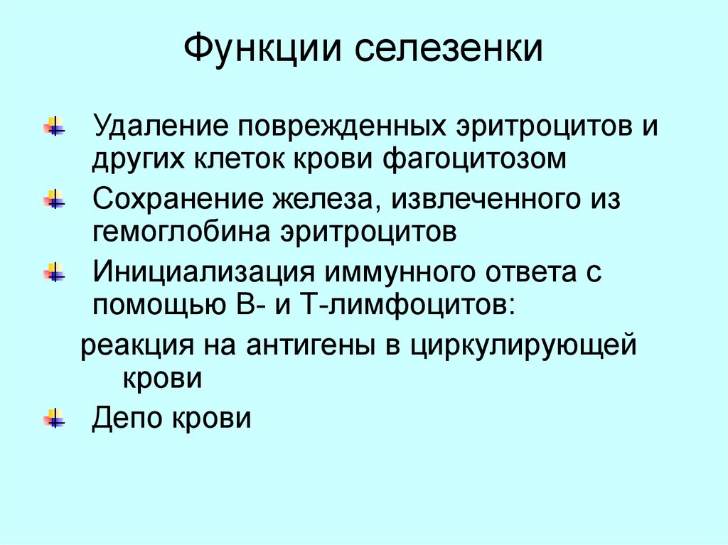 Селезенка участвует