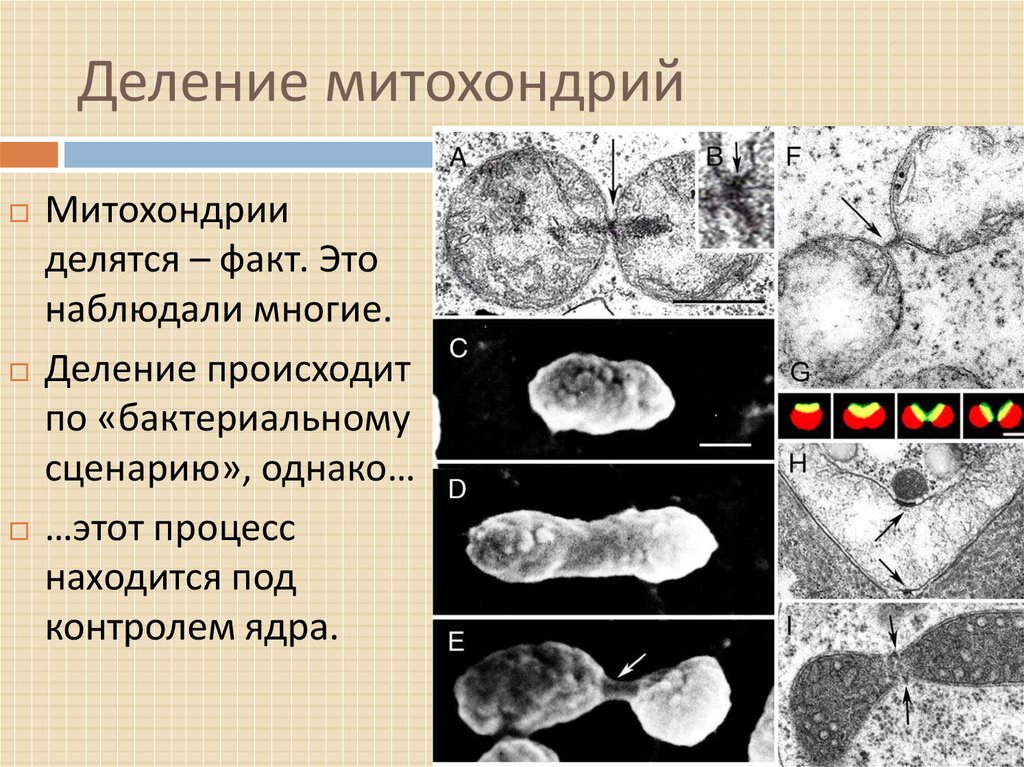 Митохондрия деген не презентация