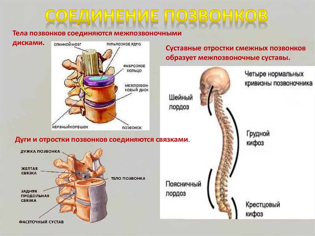 Соединения позвоночника суставы. Соединения между позвонками анатомия. Позвоночный столб соединения позвонков. Межпозвоночный диск Тип соединения костей. Суставы позвоночного столба строение.