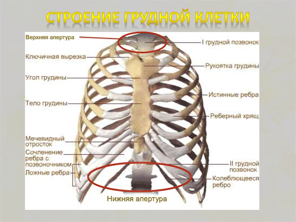 Строение скелета грудного отдела. Название костей грудной клетки человека. Скелет грудной клетки человека вид спереди. Строение грудной клетки спереди. Строение грудной клетки мужчины спереди.