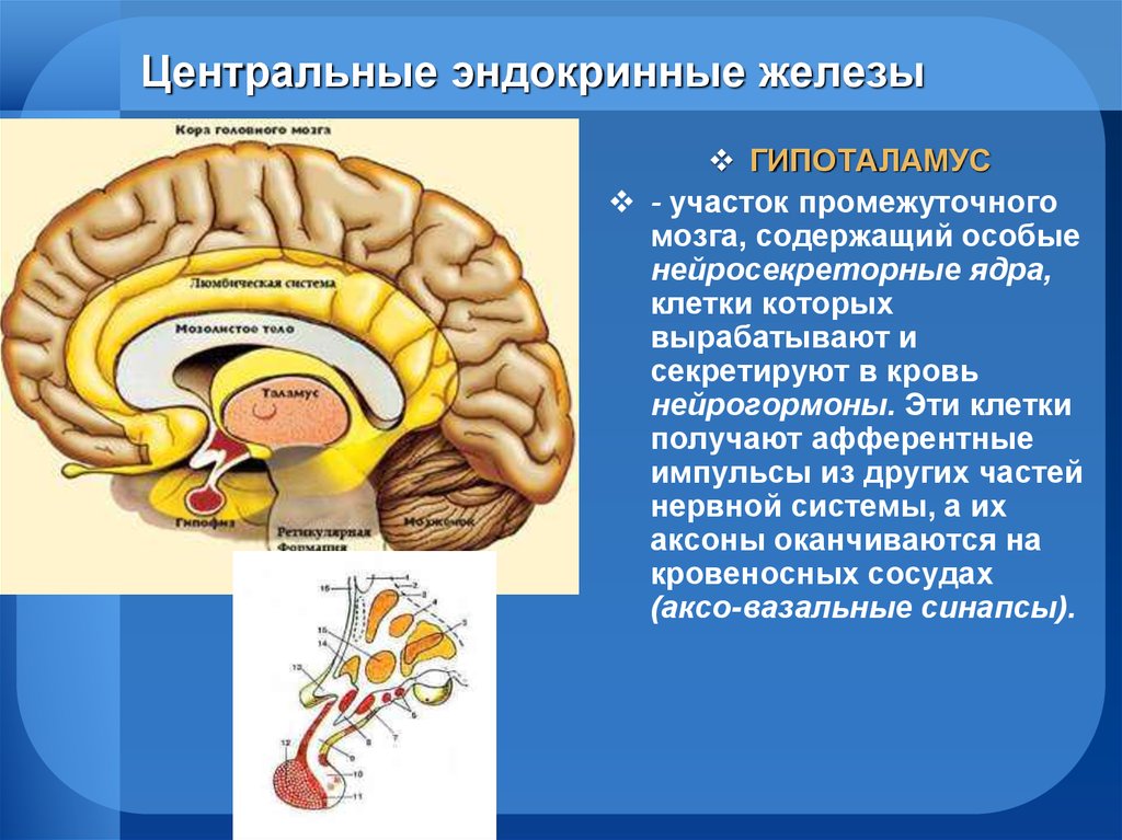Эпифиз гипофиз надпочечники. Гипоталамус железа внутренней секреции. Гипоталамус – участок промежуточного мозга. Эндокринные железы промежуточного мозга. Центральная железа внутренней секреции.