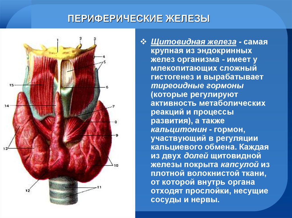 Самая крупная эндокринная железа. Железы внутренней секреции щитовидная железа. Эндокринная система щитовидная железа. Периферические железы. Периферические эндокринные железы.