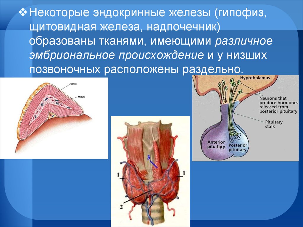 Гипофиз надпочечников. Эндокринные железы гипофиз щитовидная железа. Эндокринные железы надпочечники. Гипофиз щитовидная железа надпочечники. Надпочечники и щитовидная железа.