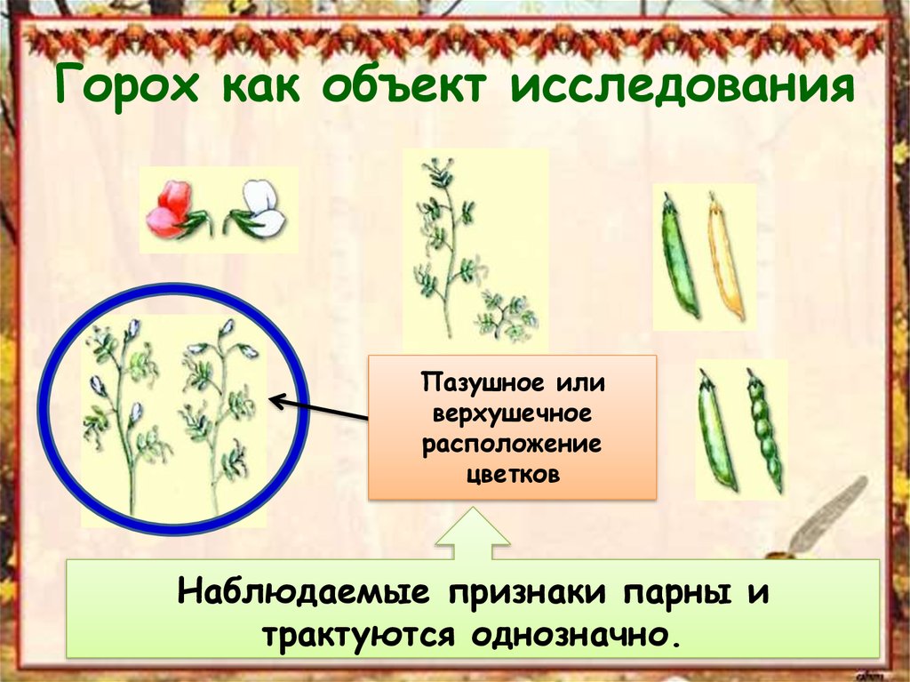 Пазушное расположение цветков у гороха. Гибридологический метод изучения наследственности. Методы генетики гибридологический метод. Гибридологический метод исследования в генетике. Пазушное или верхушечное расположение цветков.
