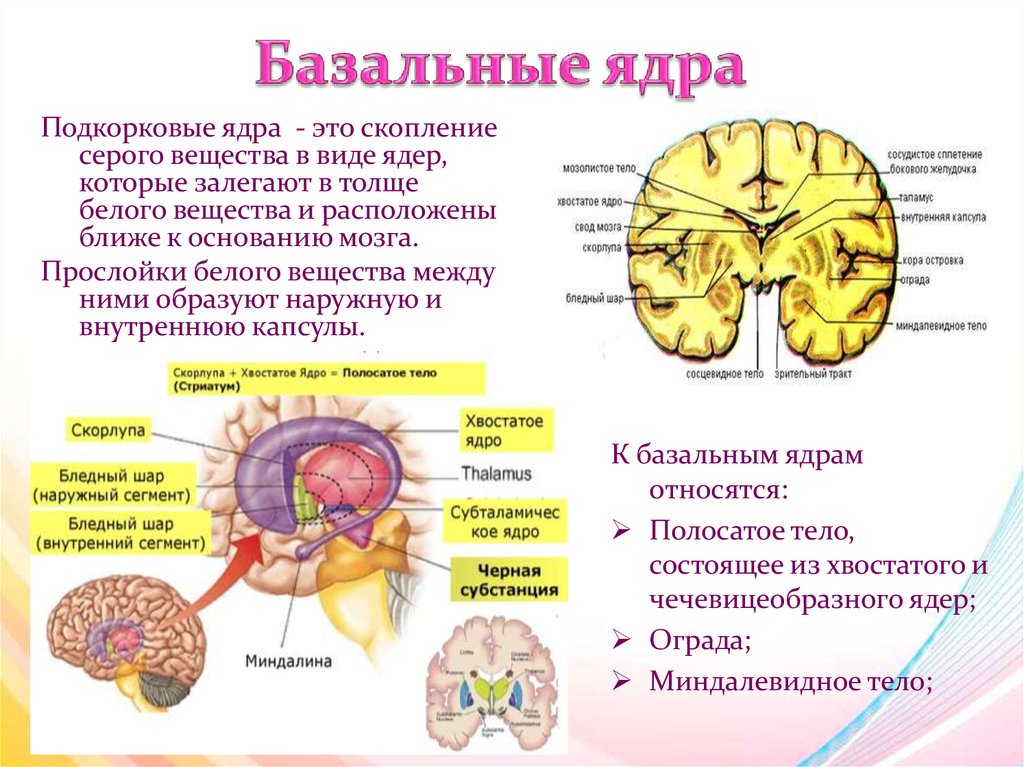 Ядра мозга образованы. Базальные подкорковые ядра головного мозга. Строения подкорковых ядер головного мозга. Подкорковые ядра головного мозга анатомия. Головной мозг подкорковые ядра структура и функции.