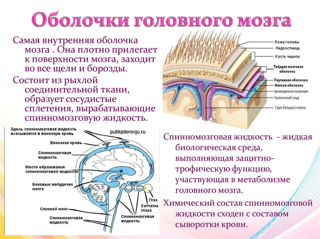 Внутренняя оболочка мозга