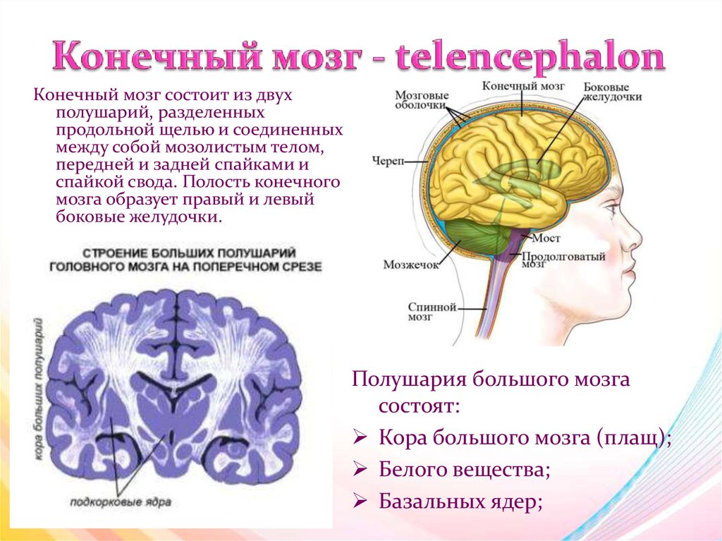 Полушария входят в состав мозга. Функции конечного мозга в головном мозге человека. Строение коры конечного мозга. Мозг строение конечный мозг. Строение и функции конечного мозга больших полушарий.