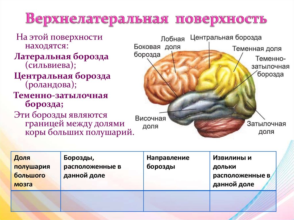 Какие функции выполняет полушарие большого мозга. Анатомия коры головного мозга доли. Строение конечного мозга борозды. Борозды и извилины ВЕРХНЕЛАТЕРАЛЬНОЙ поверхности.