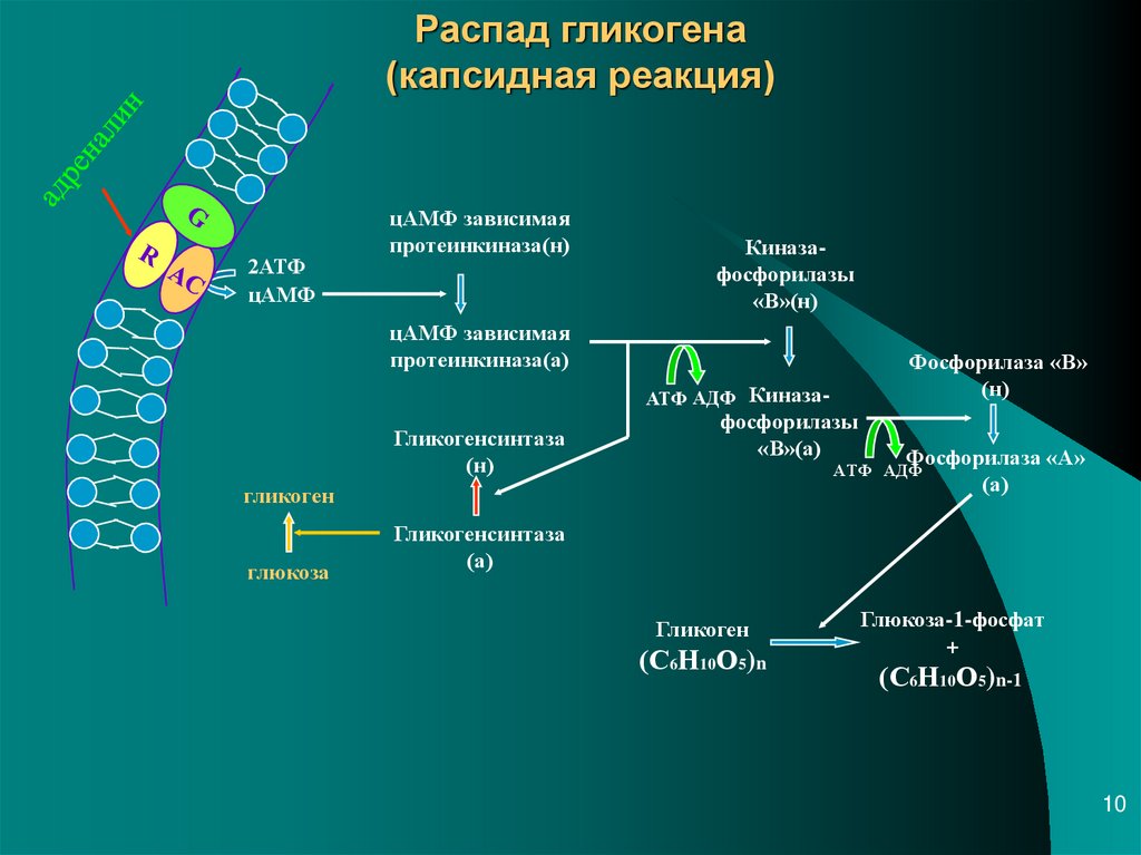 Распад гликогена. ЦАМФ протеинкиназа. Схему реакций фосфоролитического распада гликогена. Анаэробный распад гликогена. Гликоген фосфорилаза реакция.