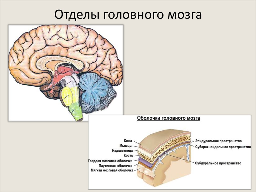 Укажи название отделов головного мозга