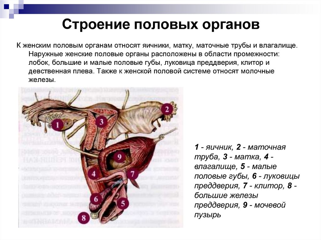 Спайка половых губ. Внутренние женские органы строение анатомия. Строение женских.половых органов внешнее и внутреннее. Женская половая/система строение наружных органов. Строение наружных женских половых органов анатомия.