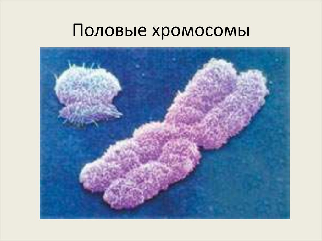 Хромосомы курицы и петуха