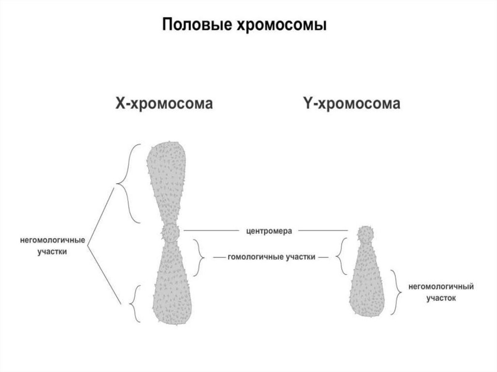 Случайная комбинация негомологичных хромосом в мейозе. Негомологичные хромосомы. Гомологичные и негомологичные хромосомы. Негомологичное соединение концов и гомологичные.