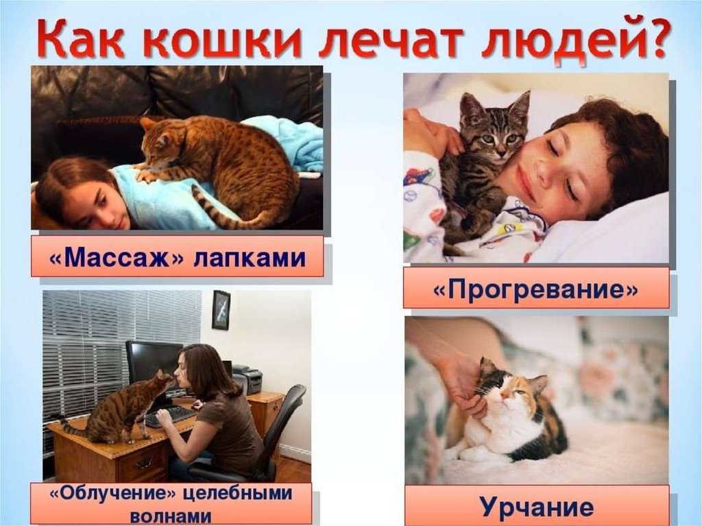 Включи человек и кот. Кошки лечат. Кошка лечит человека. Коты лечат людей. Фото как кошки лечат людей.