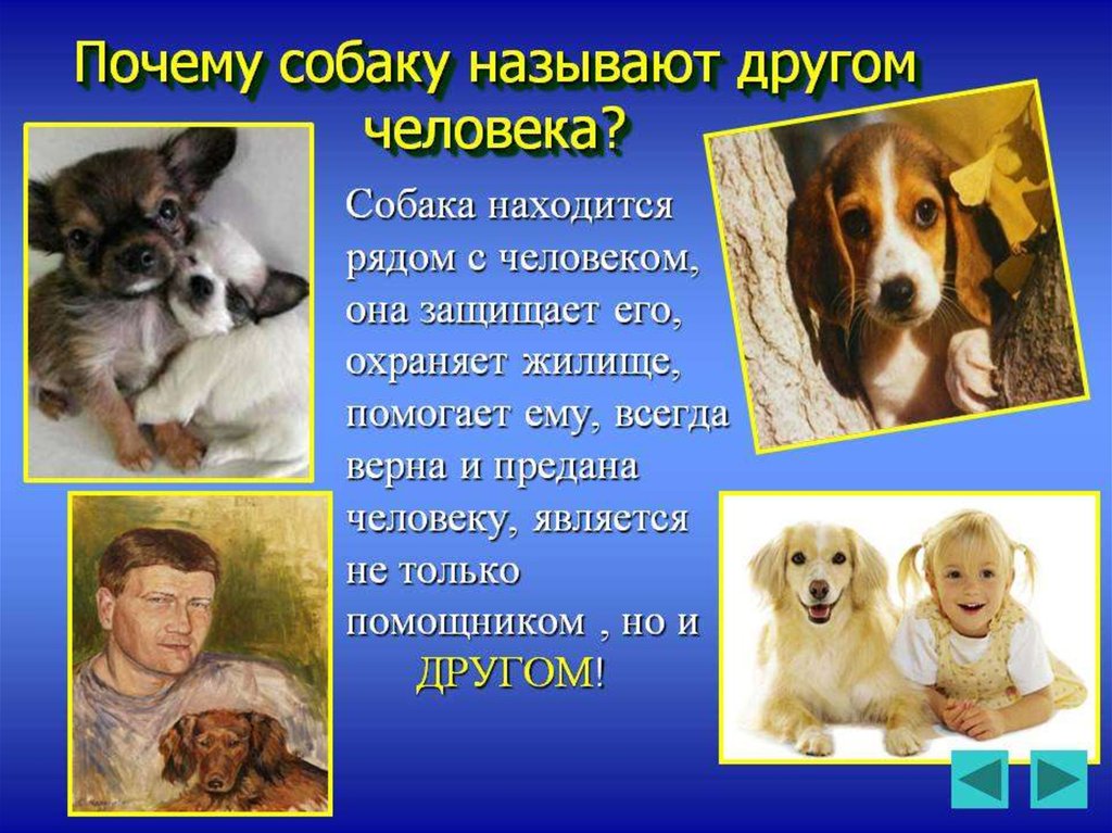Почему собаку зовут собакой. Презентация на тему собаки. Собака для презентации. Проект на тему собаки. Собака друг человека презентация.