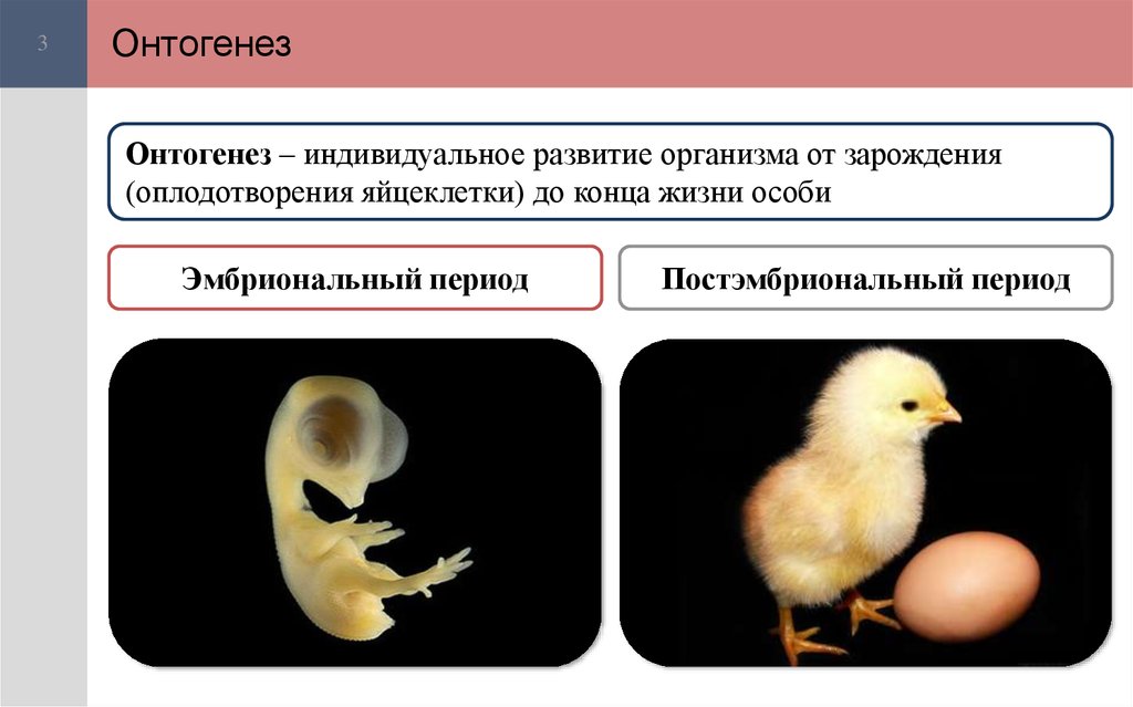 Тест размножение птиц. Эмбриональный и постэмбриональный период. Эмбриональный период развития животных. Индивидуальное развитие онтогенез. Эмбриональный период онтогенеза.