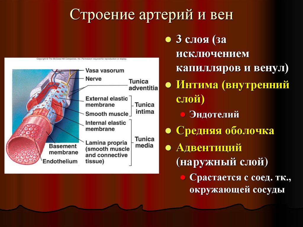 Артерии вены капилляры слои. Особенности строения артерии вены и капилляры. Особенности в строении сосудов артерии вены капилляры. Строение стенки артерии и вены капилляры. Строение артерий вен и капилляров анатомия.