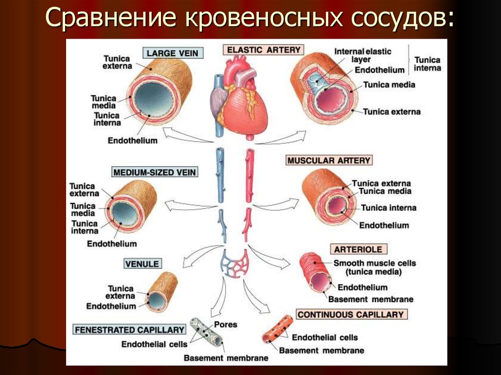 Характеристика артерий и вен