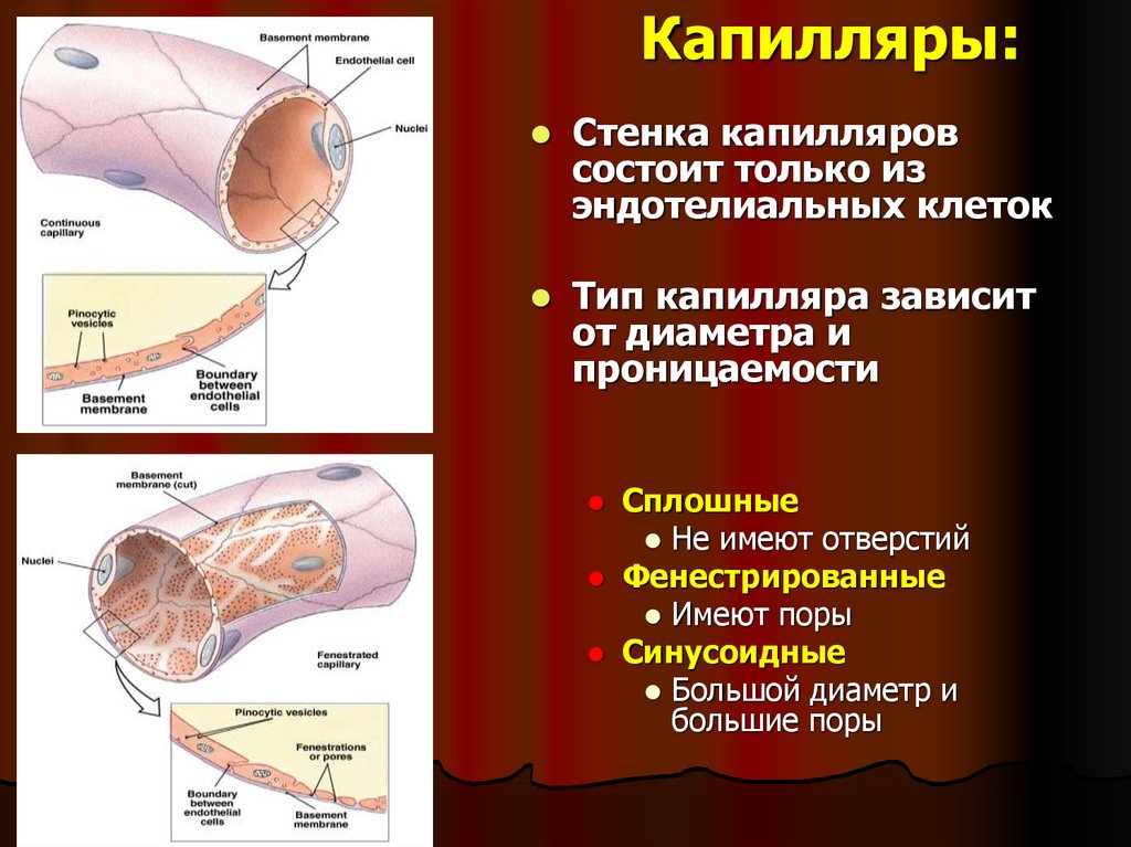 Диаметр капилляра. Строение стенки капилляра. Стенки капилляров состоят из. Стенка капилляра. Стенка капилляра состоит.