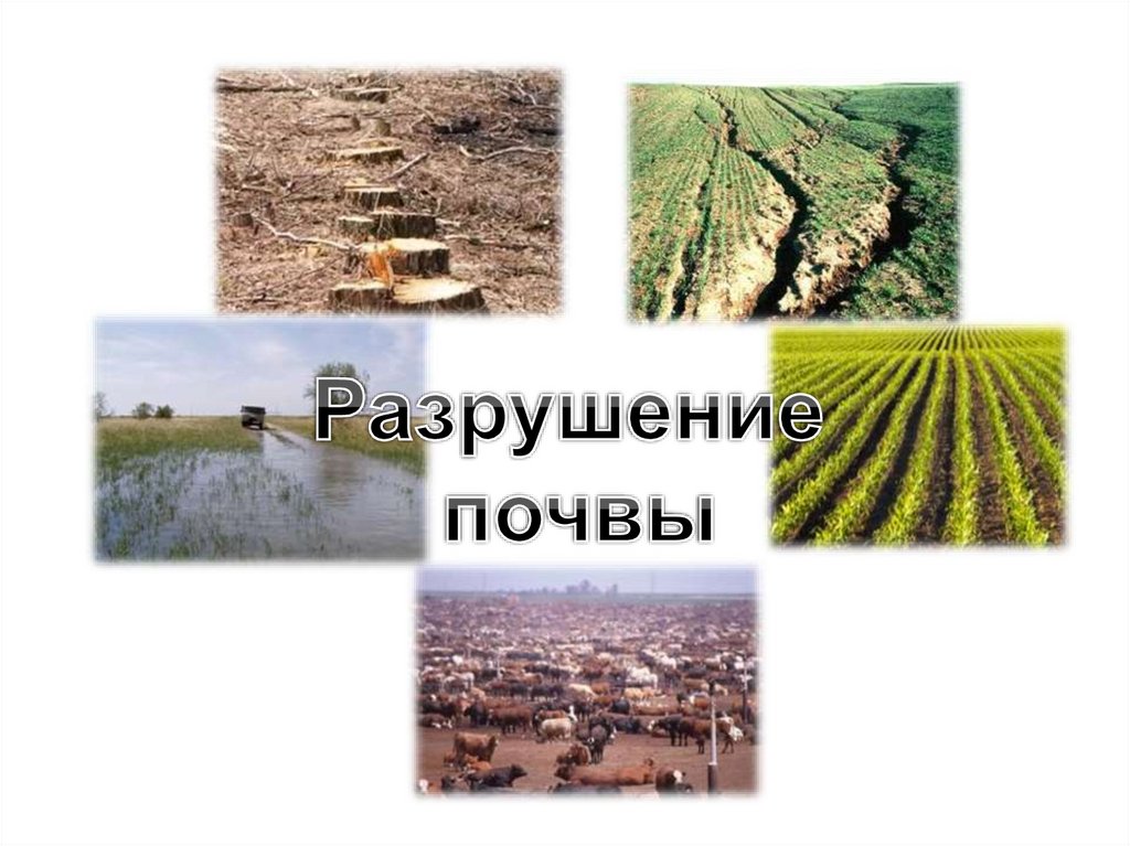 Рост почвы. Почвы Ростовской области 4 класс окружающий мир. Почвы Ростовской области презентация. Почвы Ростовской области сообщение. Состав почвы в Ростовской области.