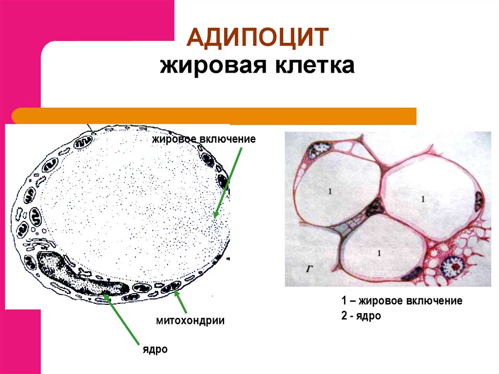 Жировая клетка рисунок