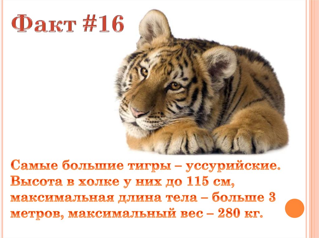 Интересные факты о животных 4 класс. Факты о животных для детей. Надпись интересные факты о животных. 20 Фактов о животных. Интересные факты о животных обложка.