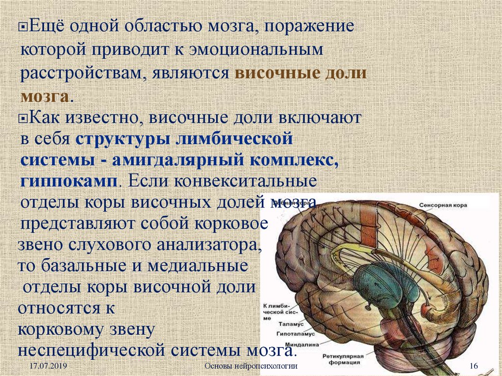 Корковая активность мозга. Локальные поражения мозга. Конвекситальные отделы коры. Нарушение эмоций при локальных поражениях мозга. Конвекситальные отделы головного мозга.