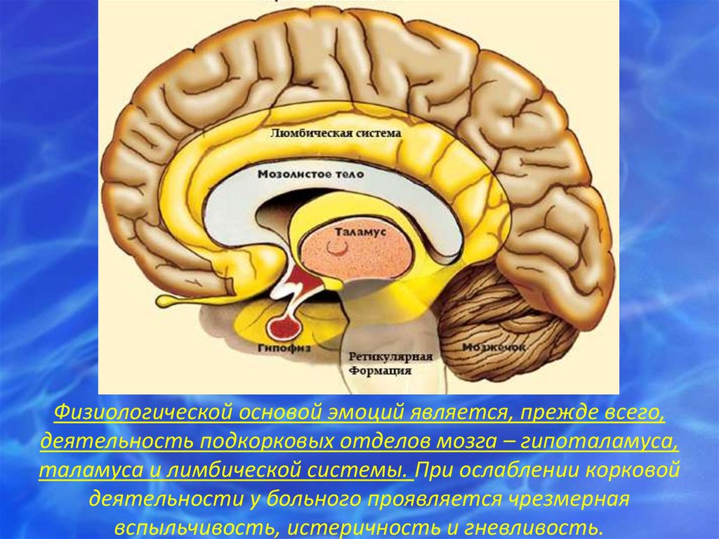 Обонятельные доли мозга