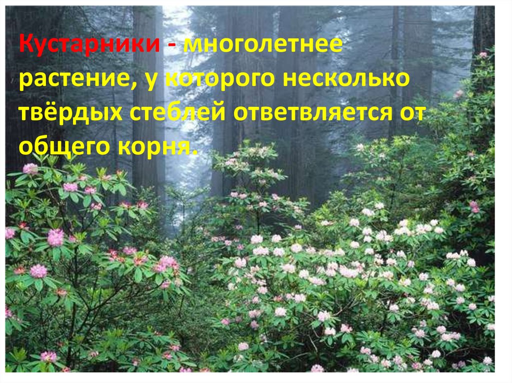 Лес волшебный дворец 3 класс. Лес Волшебный дворец окружающий мир. Лес Волшебный дворец. Лес Волшебный дворец доклад. Лес Волшебный дворец окружающий мир третий класс.