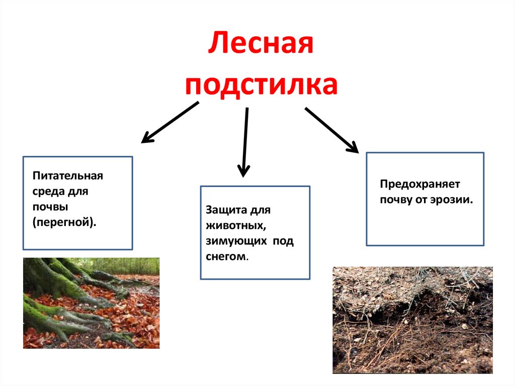 Как лес защищает почву. Лесная подстилка. Лесная подстилка почва. Строение почвы подстилка. Обитатели Лесной подстилки.