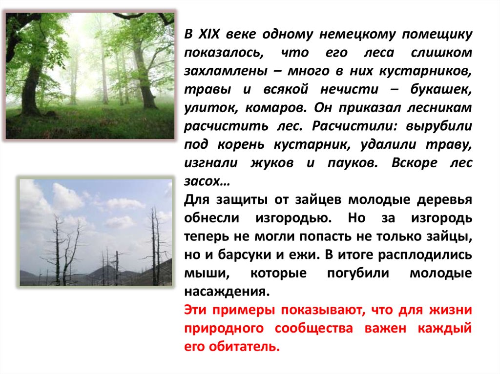 Лес волшебный дворец 3 класс. Сообщение лес Волшебный дворец. Лес Волшебный дворец 3 класс окружающий мир. Лес Волшебный дворец презентация. Лес Волшебный дворец 3 класс окружающий мир презентация.