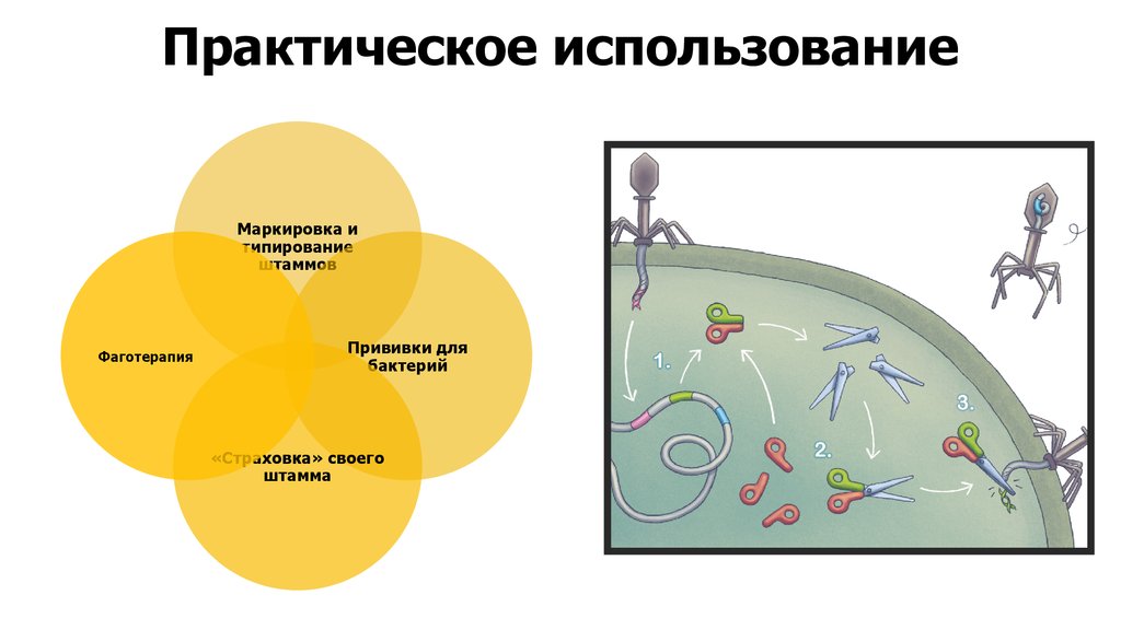 Жизненное строение