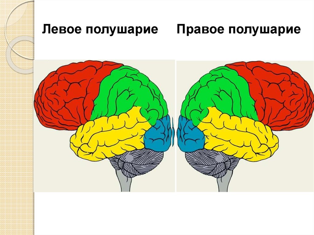 Разные полушария мозга