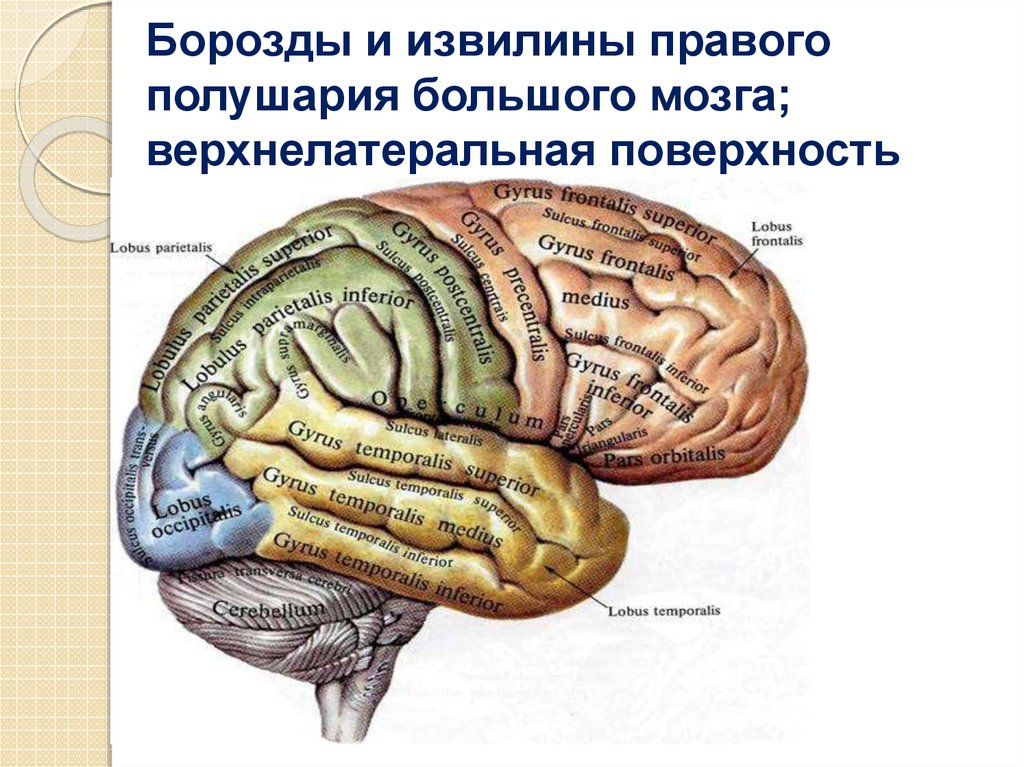 Поверхность головного мозга имеет. Борозды и извилины полушарий головного мозга. На поверхности полушарий большого мозга борозды и извилины. Конечный мозг борозды и извилины. Конечный мозг: верхнелатеральная поверхность больших полушарий..