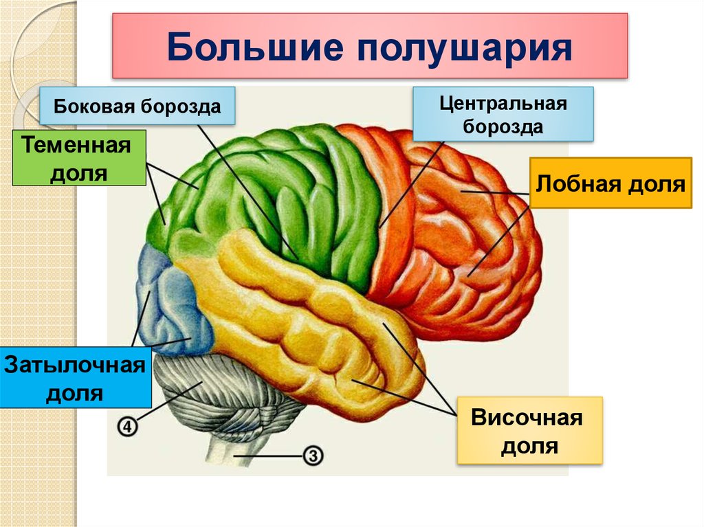 Лобно теменная область мозга. Конечный мозг внешнее и внутреннее строение. Конечный мозг строение и функции. Лобная и теменная доли.