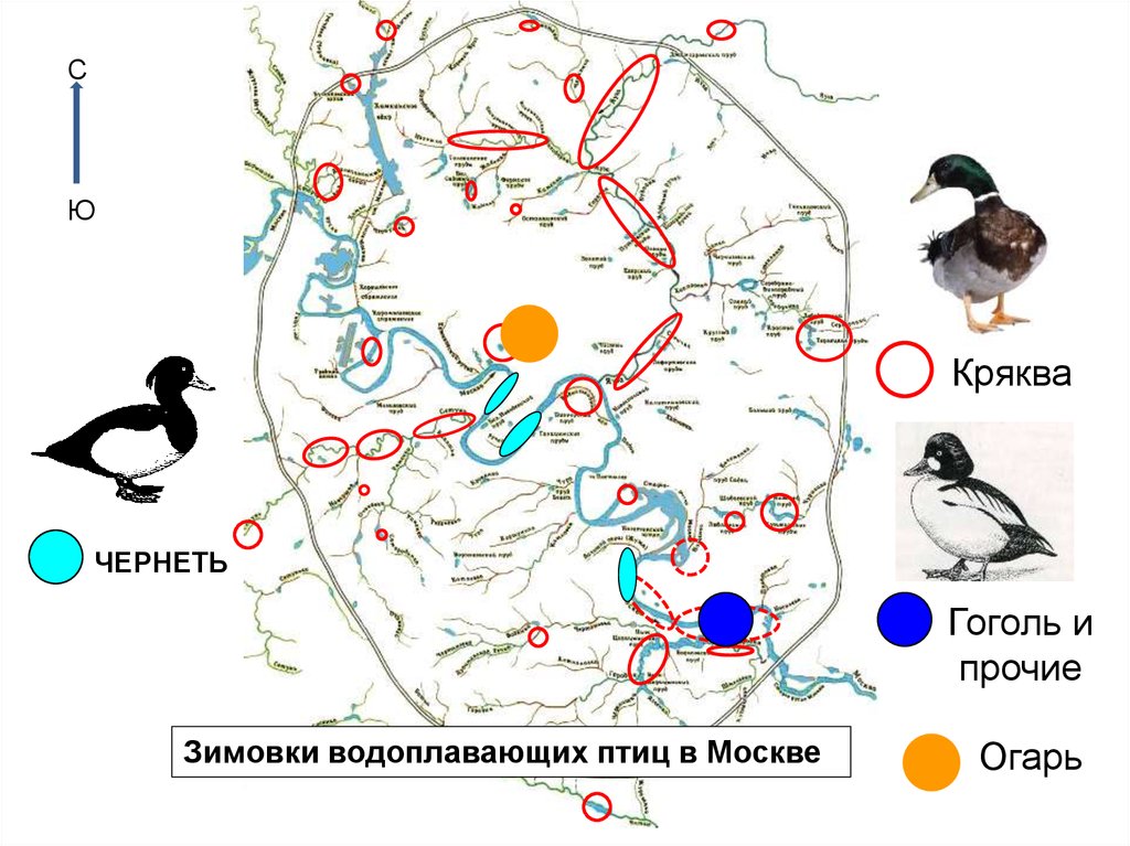 Карта bird. Карта водоплавающих птиц Москвы. Платформа для гнездования водоплавающих птиц. Миграция водоплавающих. Огарь утка маршрут миграции.
