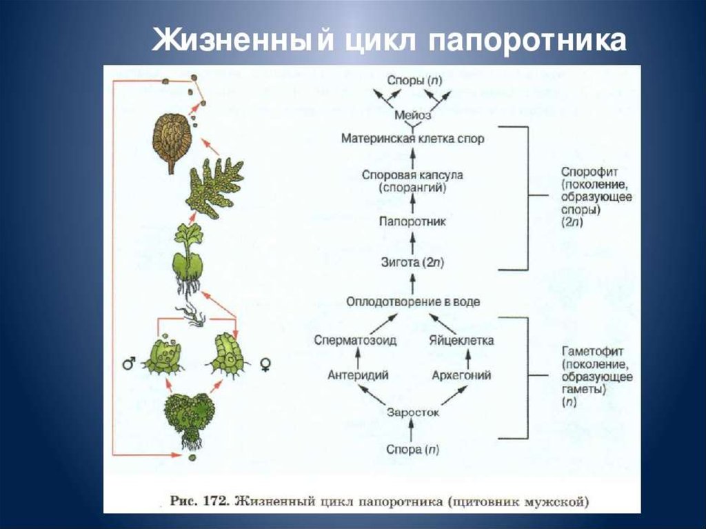 Водоросли генеративные органы. Жизненный цикл папоротниковидных растений схема. Жизненный цикл папоротника схема спорофит. Цикл размножения папоротников схема. Цикл развития папоротника схема.