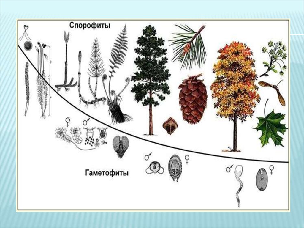На этой структуре развивается несколько гаметофитов. Жизненные циклы растений гаметофит и спорофит. Гаметофит хвойных. Жизненный цикл голосеменных. Спорофит и гаметофит сосны.