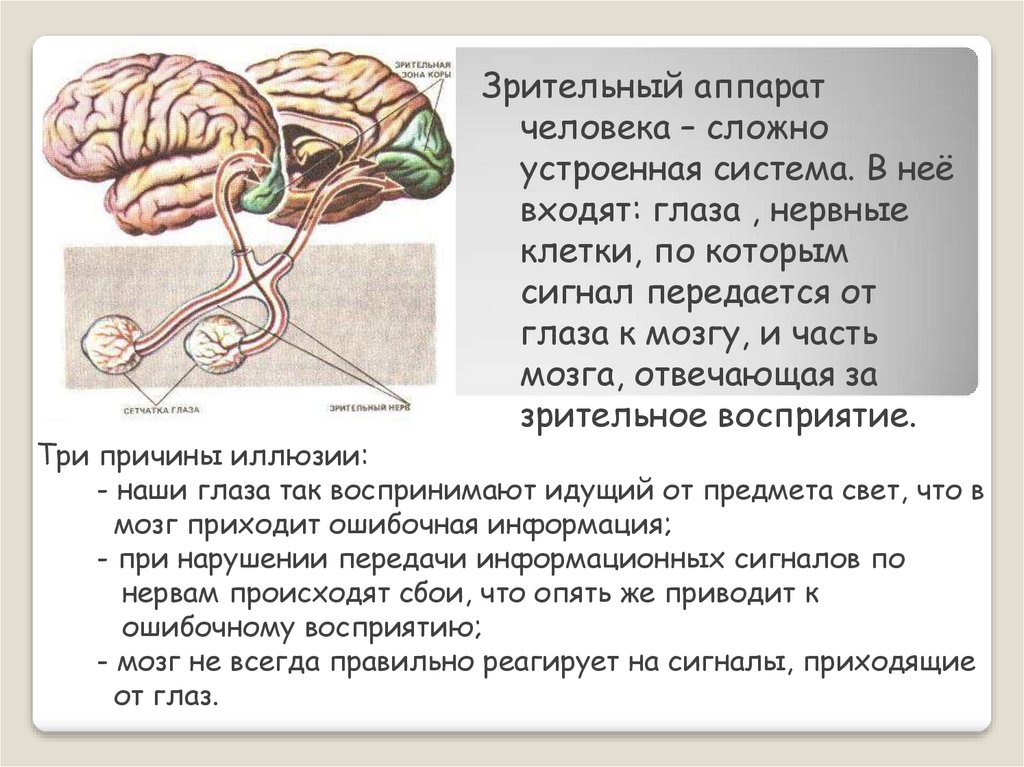 Сложно устроенный. Зрительный аппарат. Зрительная система человека. Механизм восприятия зрительной информации. Глаза и мозг взаимосвязь.