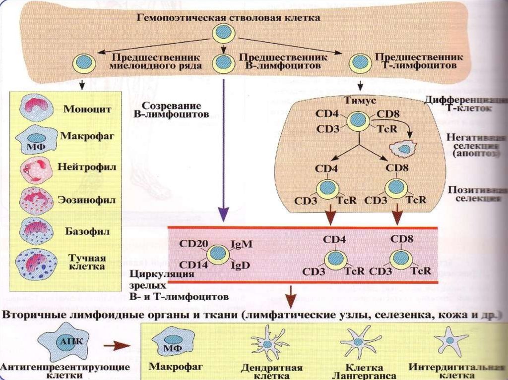 Схема онтогенеза в лимфоцитов