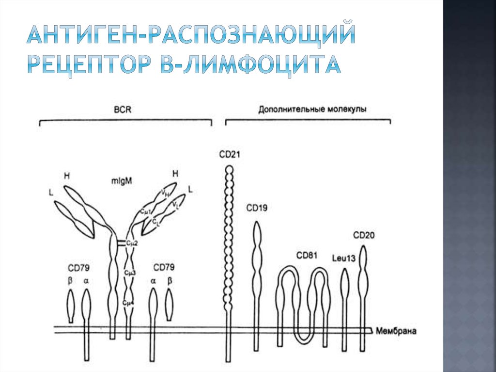 Распознавание антигена. Антигенраспознающие рецепторы т и в лимфоцитов. Строение антигенраспознающего рецептора т-лимфоцитов (TCR).. Схема строения антигенраспознающих рецепторов т и в лимфоцитов. Структура антигенраспознающих рецепторов.